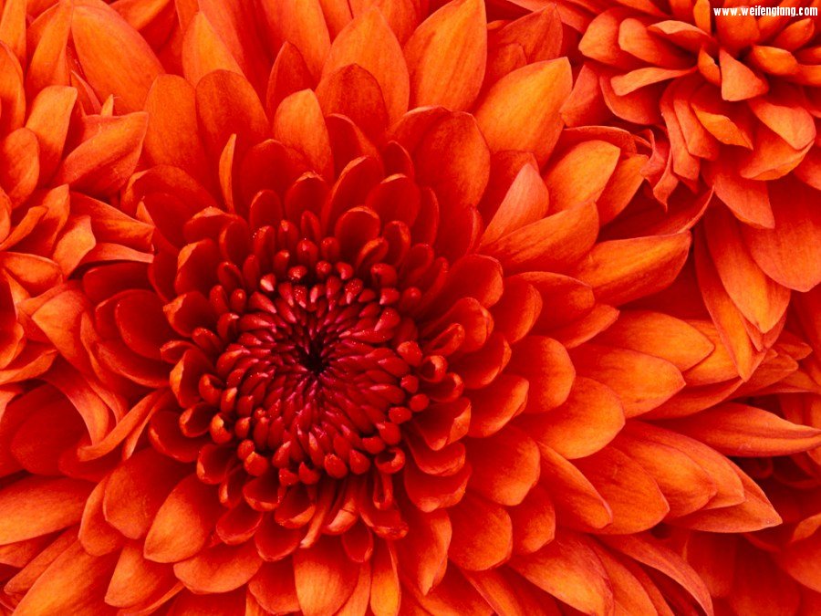 Chrysanthemum.jpg