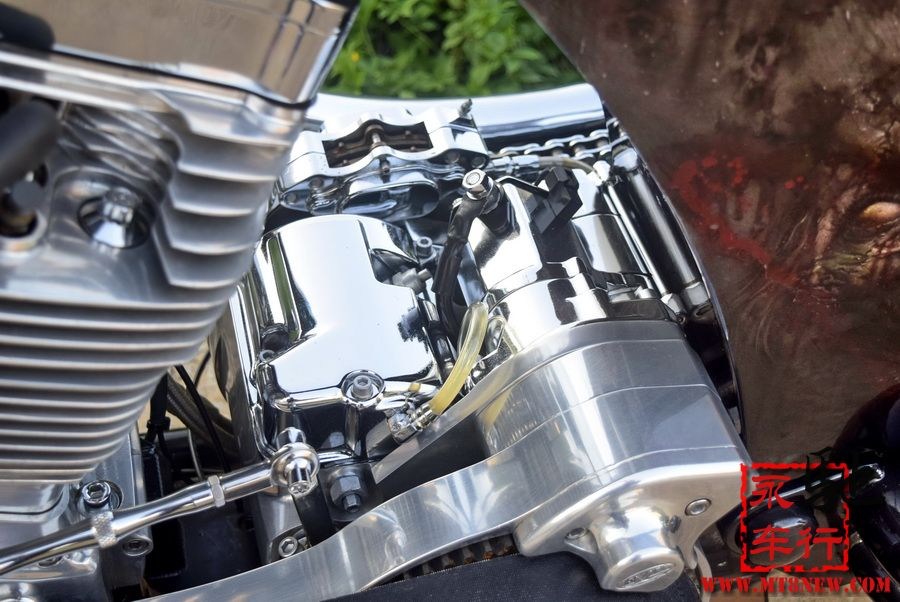 2018 美国大狗 (45).jpg